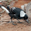 Australian Magpie