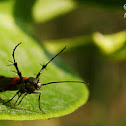 Plume moth