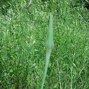 Goats Beard