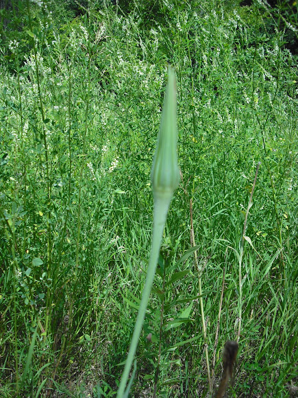 Spotting Image 1