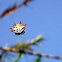 Araña Soldado / Spiny Orb Weaver