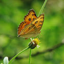 Peacock pansy (Wet-season form)
