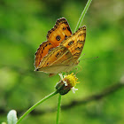 Peacock pansy (Wet-season form)
