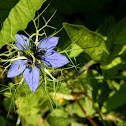 Nigella sp.