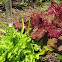 Lettuce