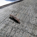 Glowworm