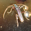 Longicorn beetle?
