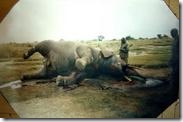 2866329842-rdc-14-elephants-tues-en-quinze-jours-dans-le-parc