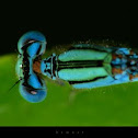 damselfly