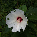 Rose Of Sharon