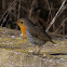 Robin; Petirrojo