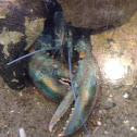 Blue lobster