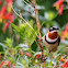 Western Spinebill