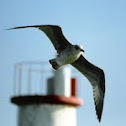 gaivota