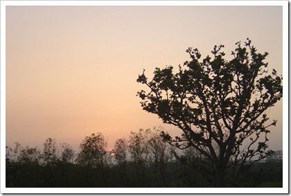DSC07602_cr