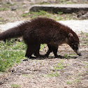 White-nosed coati