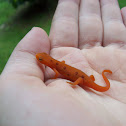 Red Spotted Newt