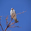 Pygmy Falcon