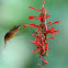 hummingbird