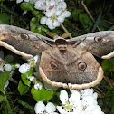 Giant peacock moth