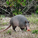 Nine-banded Armadillo