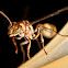 Yellow Paper Wasp