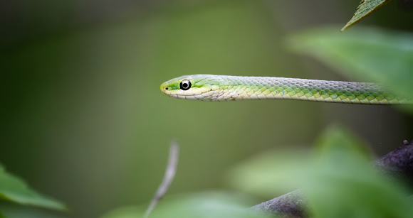 Spotting Image 1