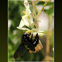 Carpenter bee