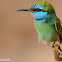 Little green bee-eater