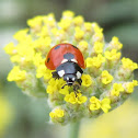 Seven-Spotted Ladybugs