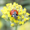 Seven-Spotted Ladybugs