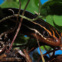 Blue Tailed Skink (Five-lined skink)