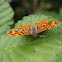 Comma Butterfly