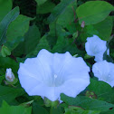 Bindweed