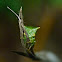 Buffalo treehopper