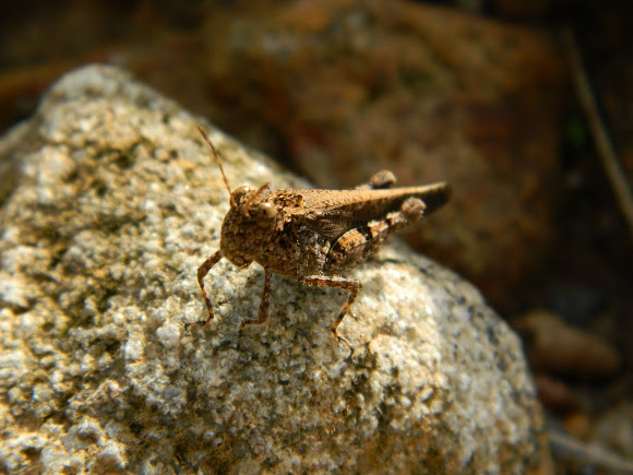 Spotting Image 1