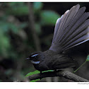 White-throated Fantail