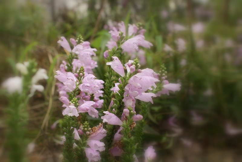 初秋の花？と言われても、 | 気ままに - 楽天ブログ