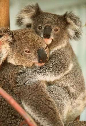 [koala gunnedah compressed[4].jpg]