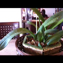 Orquidea