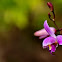 Orchid