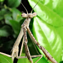 Large Brown Mantis (Nymph)