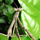 Large Brown Mantis (Nymph)
