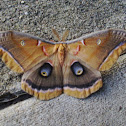 Polyphemus Moth