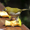 Cape White-eye