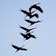 Sandhill Crane