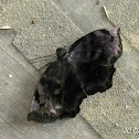 Skipper