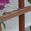 California Anole