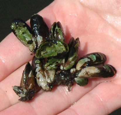 [Mollusk and Parasites[3].jpg]