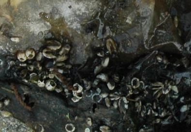 [Barnacles, Mollusk and Misc[4].jpg]